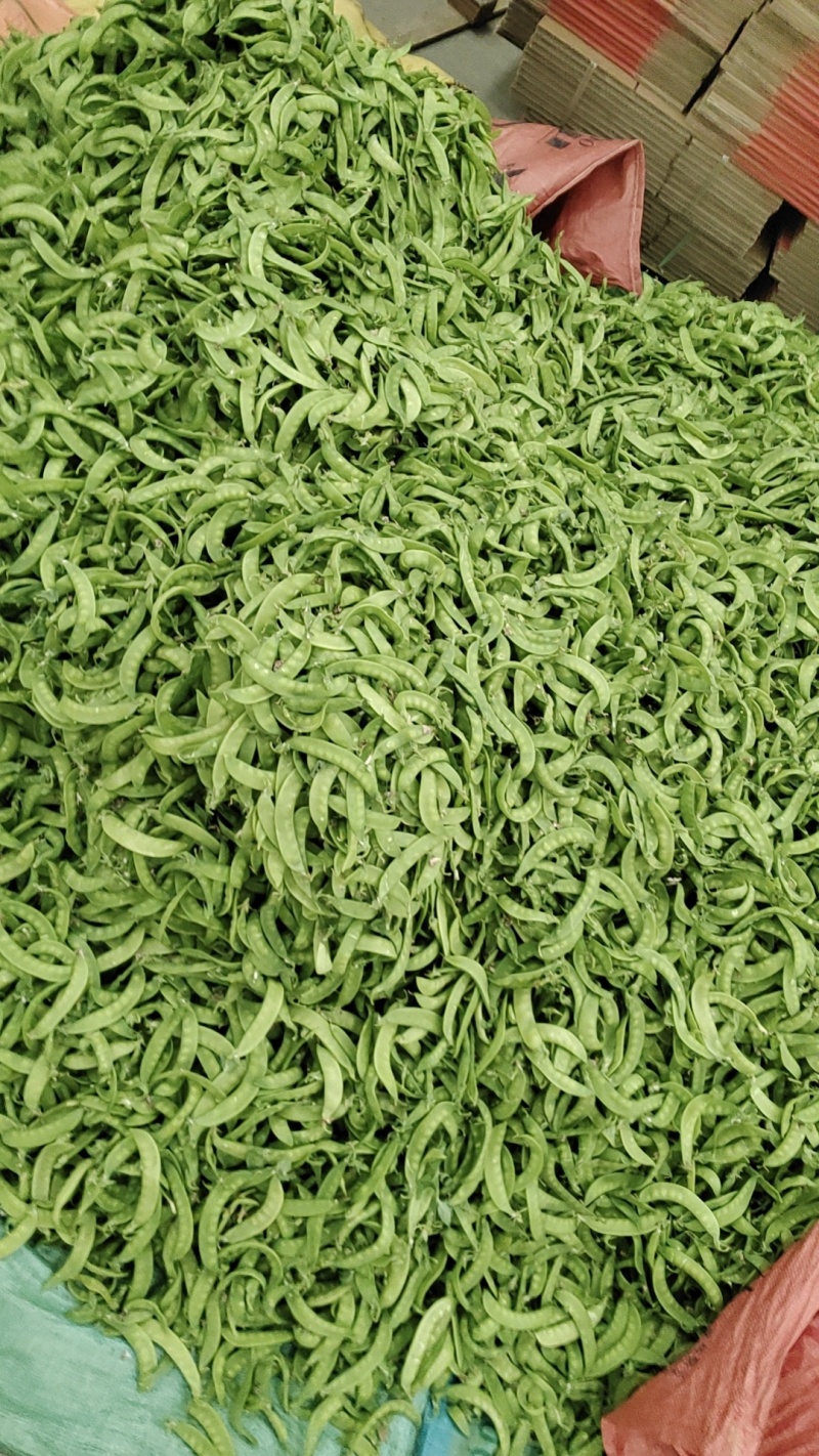 荷兰豆大量上市