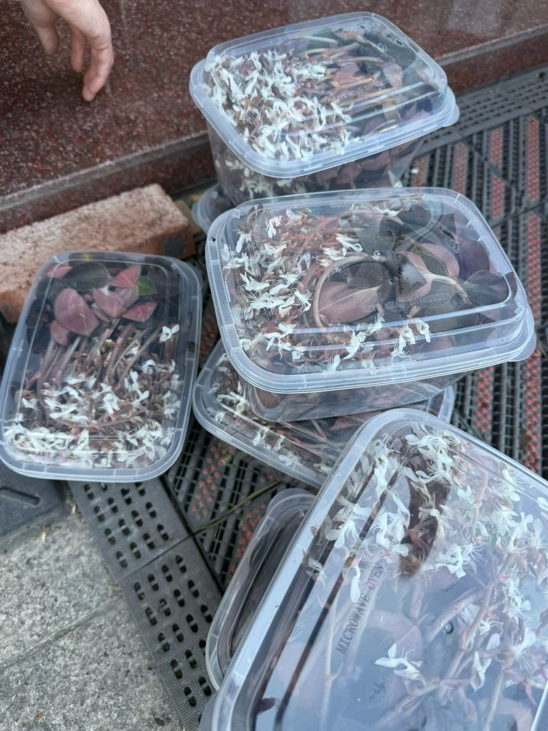 种植开花红霞金线莲，当天采摘当天发货。