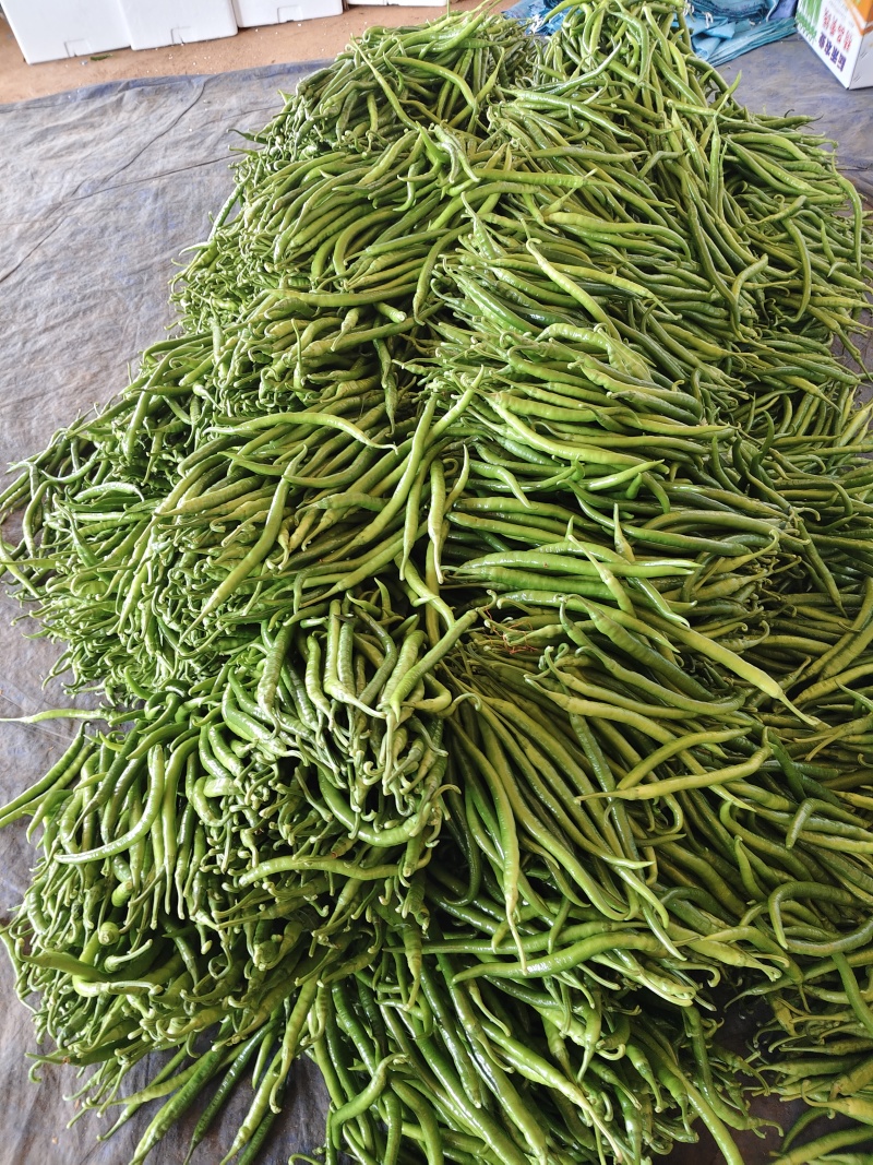 精品线椒太量有货