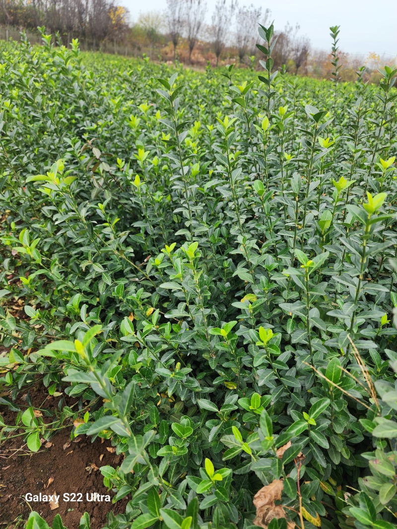 扶芳藤大叶扶芳藤50厘米长小叶扶芳藤产地