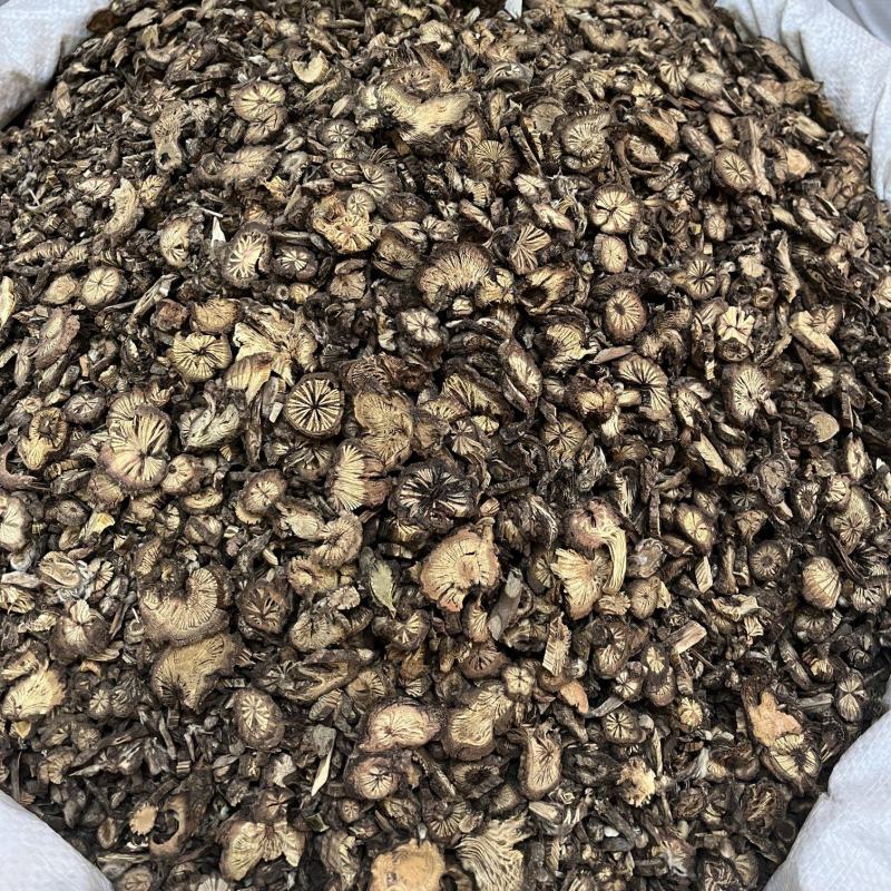 白头翁白花白头翁野丈人胡王使者纯根奈何草
