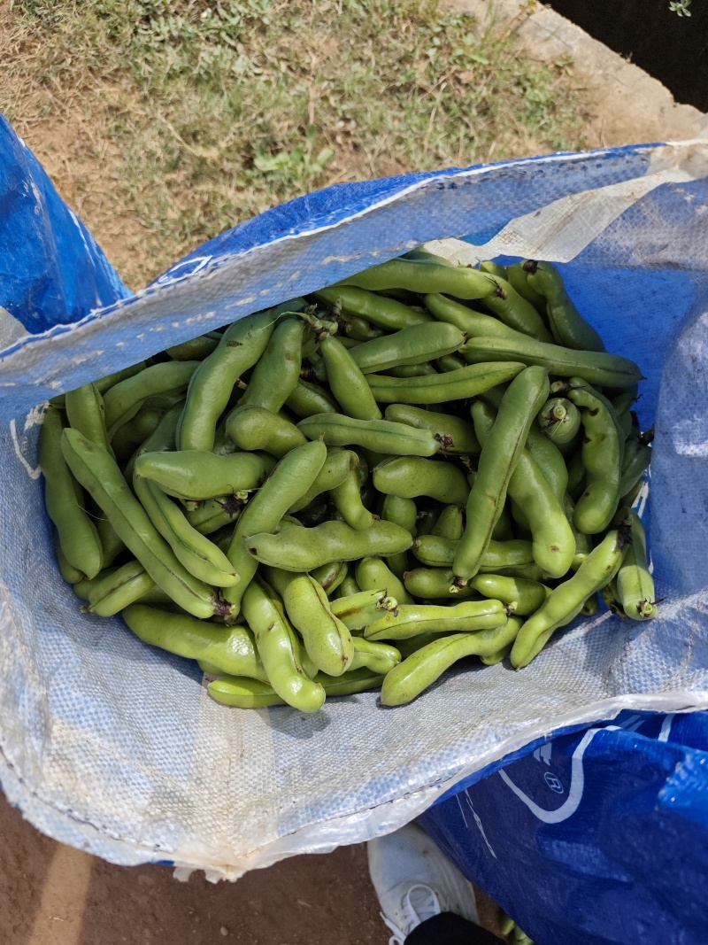 福建精品大白豆，青豆