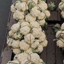浙江福建精品有机花菜