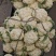浙江福建精品有机花菜