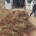 小叶扶芳藤小叶爬山虎扶芳藤50厘米长产地