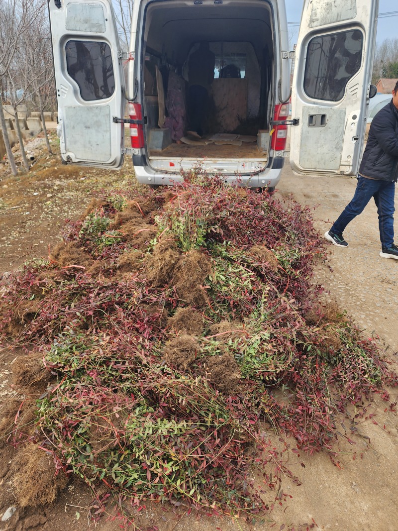 小叶扶芳藤小叶爬山虎扶芳藤50厘米长产地
