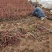小叶扶芳藤小叶爬山虎扶芳藤50厘米长产地