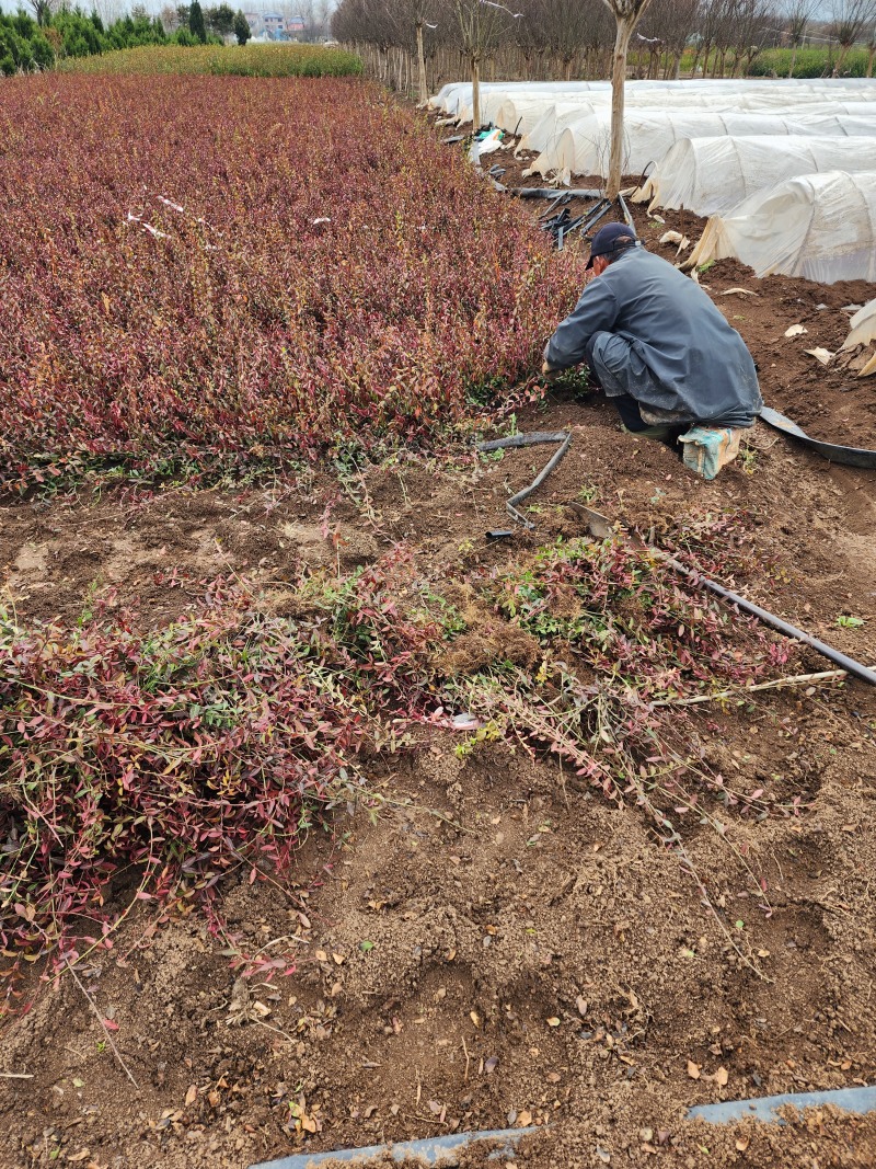 小叶扶芳藤小叶爬山虎扶芳藤50厘米长产地