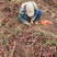 小叶扶芳藤小叶爬山虎扶芳藤50厘米长产地