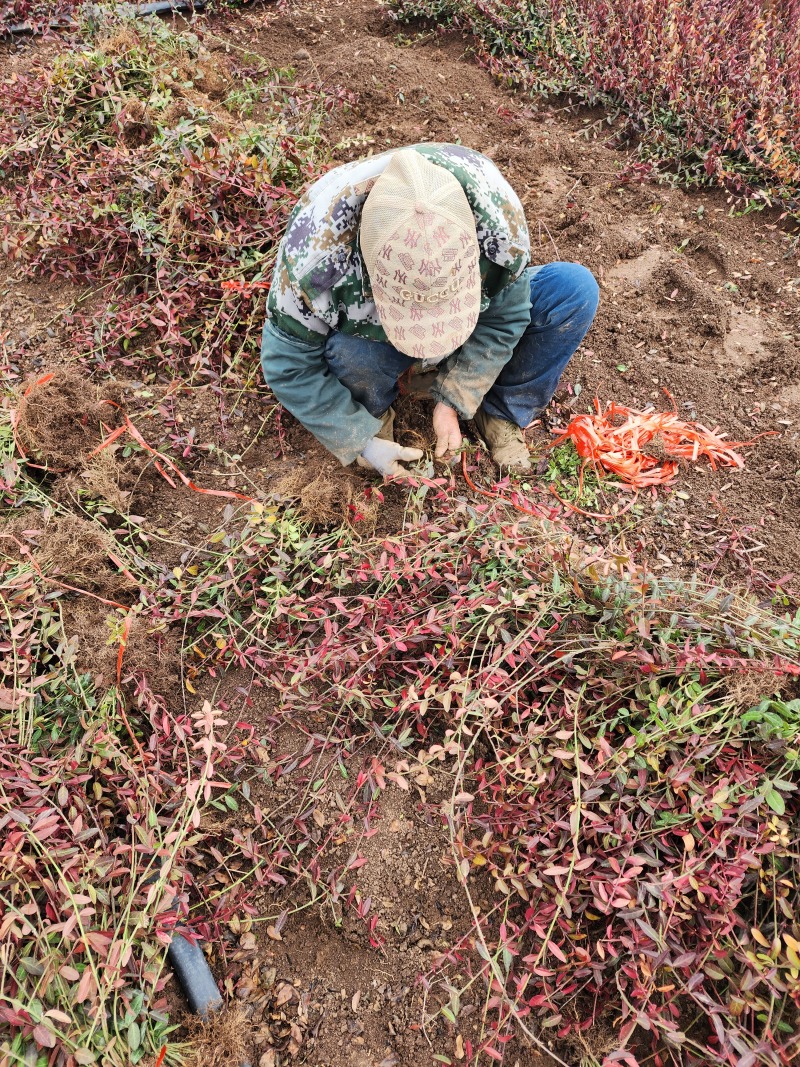 小叶扶芳藤小叶爬山虎扶芳藤50厘米长产地
