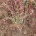 小叶扶芳藤小叶爬山虎扶芳藤50厘米长产地