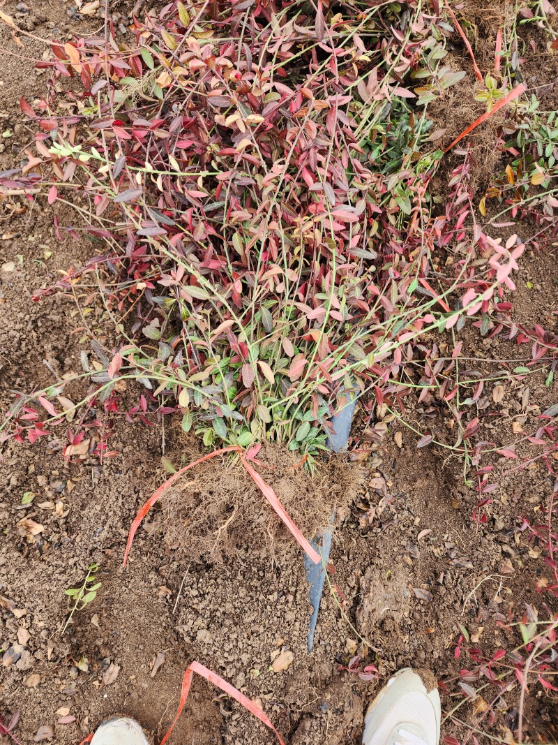 小叶扶芳藤小叶爬山虎扶芳藤50厘米长产地