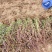 小叶扶芳藤小叶爬山虎扶芳藤50厘米长产地