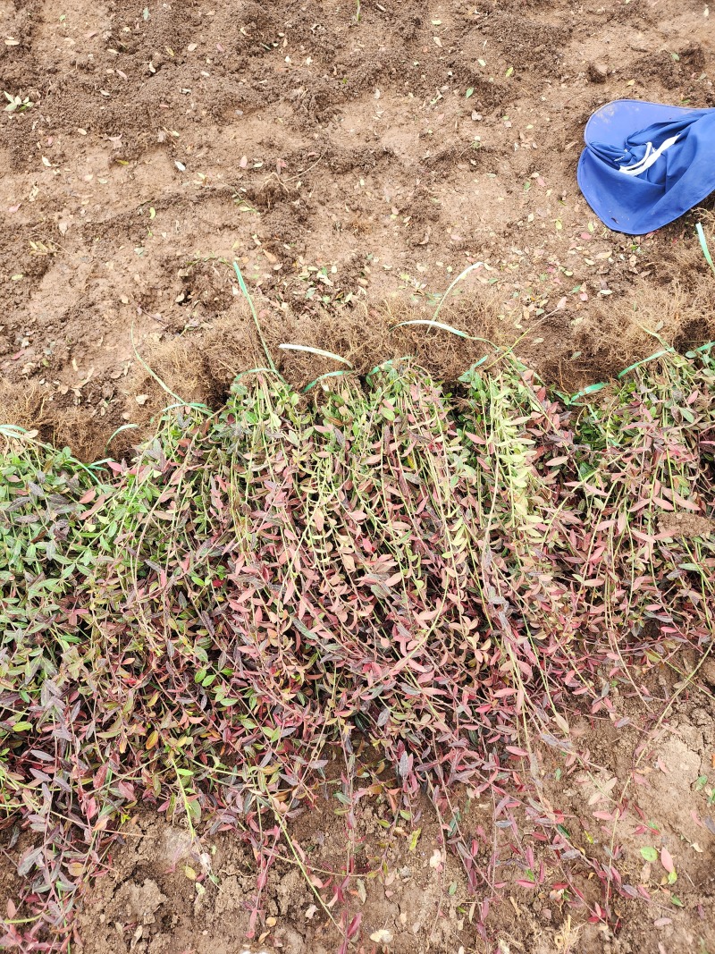 小叶扶芳藤小叶爬山虎扶芳藤50厘米长产地