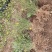 迎春花50厘米长黄素馨护坡江苏沭阳产地
