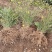 迎春花50厘米长黄素馨护坡江苏沭阳产地