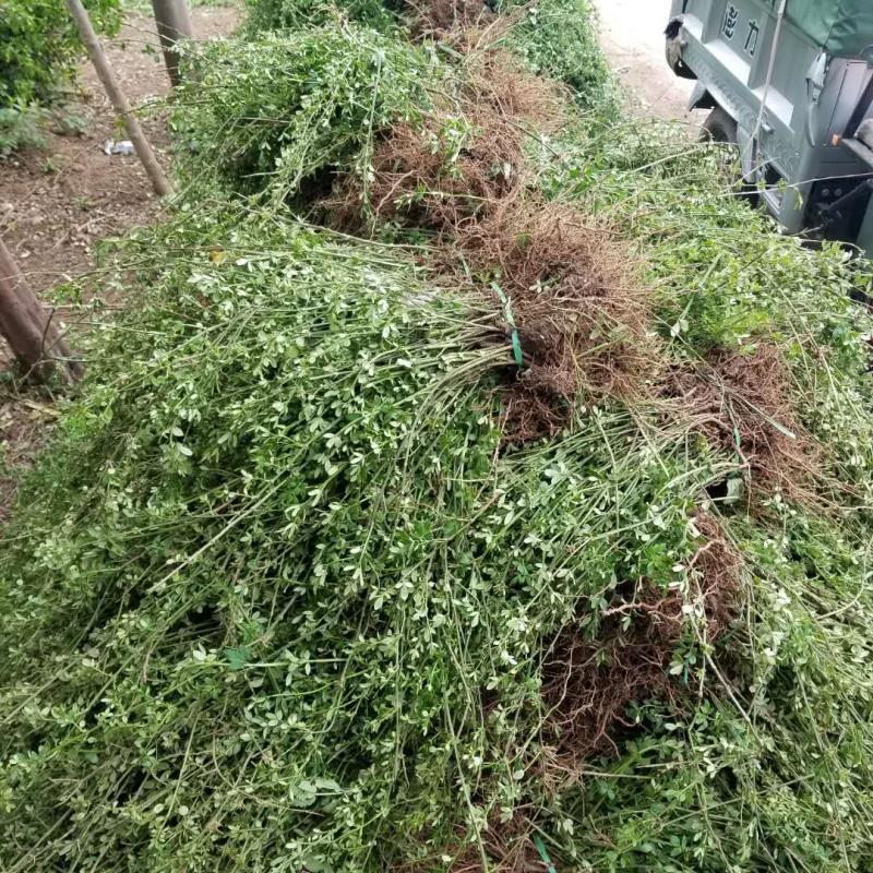 迎春花50厘米长黄素馨护坡江苏沭阳产地