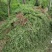 迎春花50厘米长黄素馨护坡江苏沭阳产地
