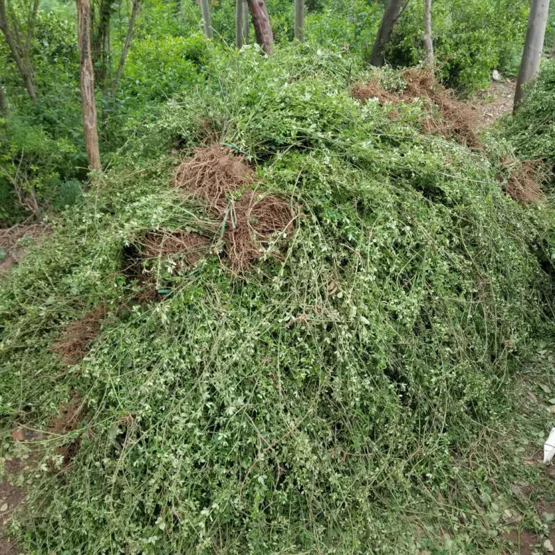 迎春花50厘米长黄素馨护坡江苏沭阳产地