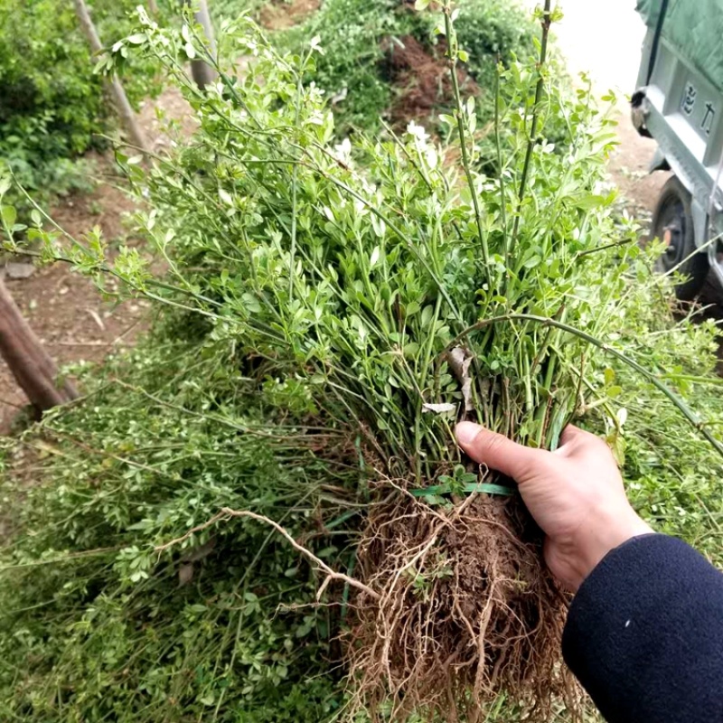 迎春花50厘米长黄素馨护坡江苏沭阳产地