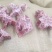 多肉羊蝎子，量大优惠