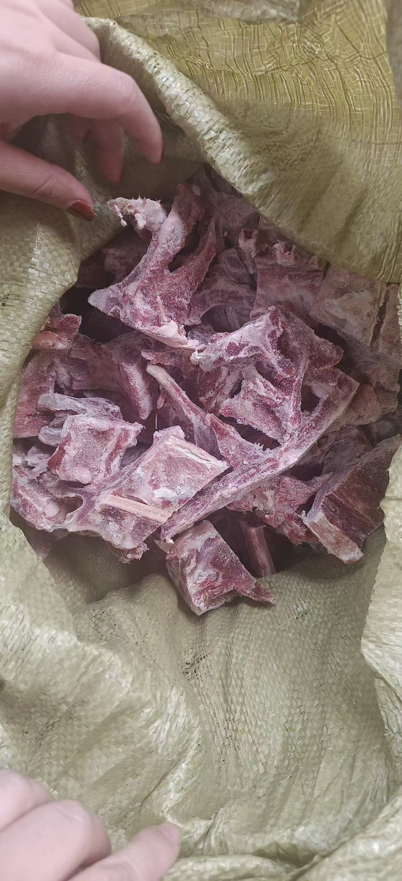 多肉羊蝎子，量大优惠