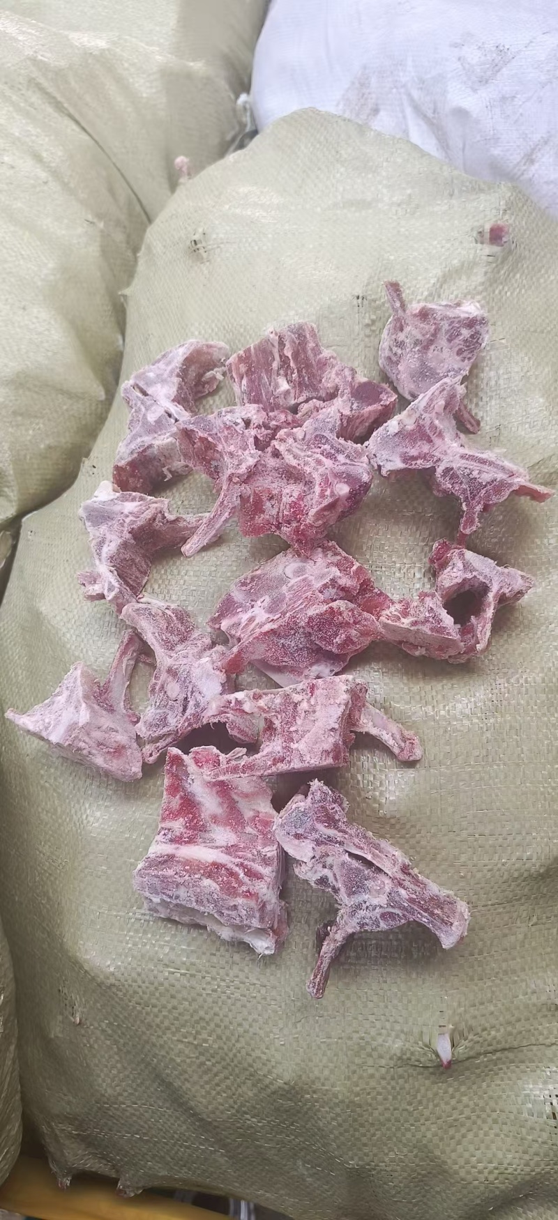 多肉羊蝎子，量大优惠