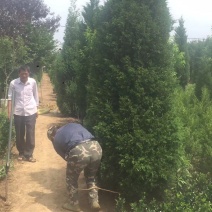 塔柏塔柏2米高小塔柏树苗江苏塔柏松产地