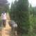 塔柏塔柏2米高小塔柏树苗江苏塔柏松产地