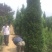 塔柏塔柏2米高小塔柏树苗江苏塔柏松产地