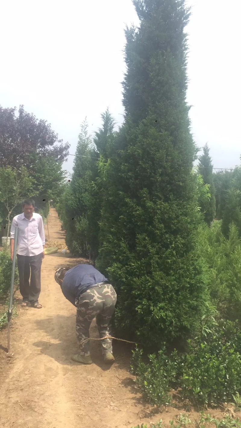 塔柏塔柏2米高小塔柏树苗江苏塔柏松产地