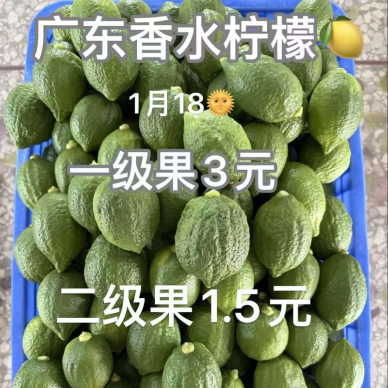 广东香水柠檬，产值直供，长期供应全国各地，🉑走车，欢迎