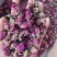 玫瑰花茶