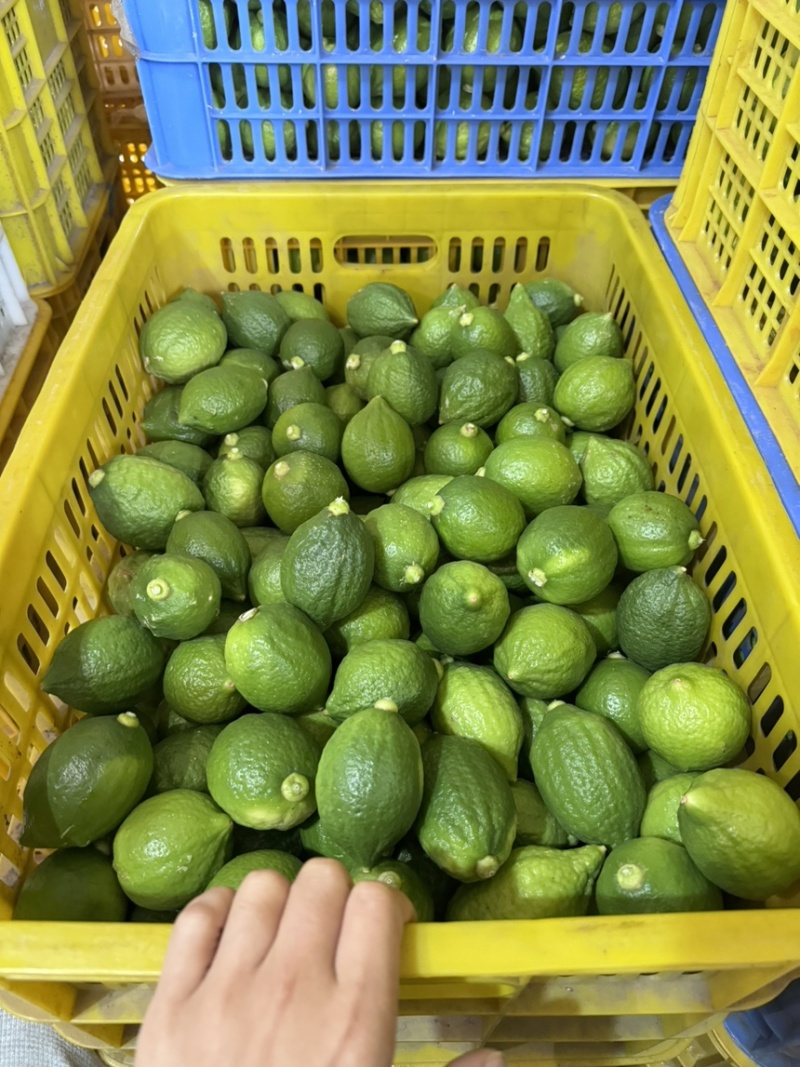 广东香水柠檬，产值直供，长期供应全国各地，🉑走车，欢迎