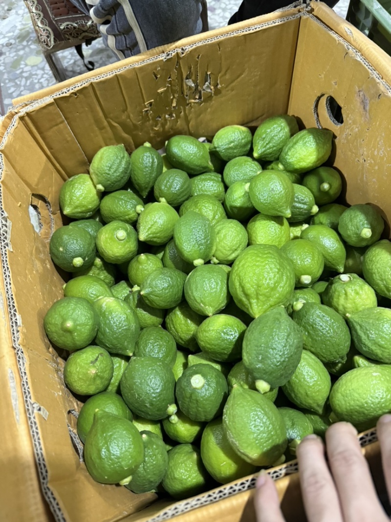 广东香水柠檬，产值直供，长期供应全国各地，🉑走车，欢迎