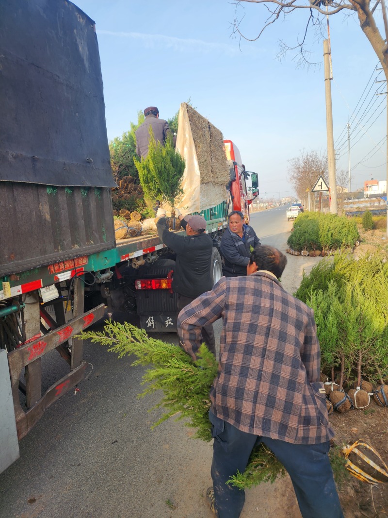 蜀桧柏小蜀桧50厘米高江苏2万株蜀桧产地