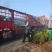 蜀桧柏小蜀桧50厘米高江苏2万株蜀桧产地