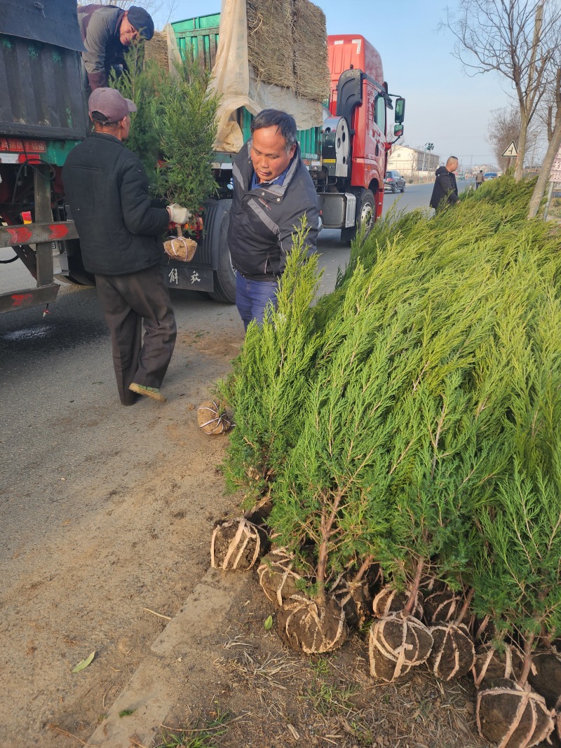蜀桧柏小蜀桧50厘米高江苏2万株蜀桧产地