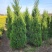 蜀桧柏小蜀桧50厘米高江苏2万株蜀桧产地