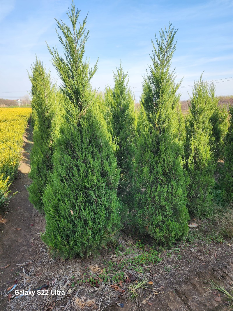 蜀桧柏小蜀桧50厘米高江苏2万株蜀桧产地