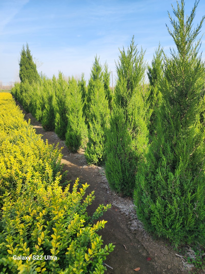 蜀桧柏小蜀桧50厘米高江苏2万株蜀桧产地