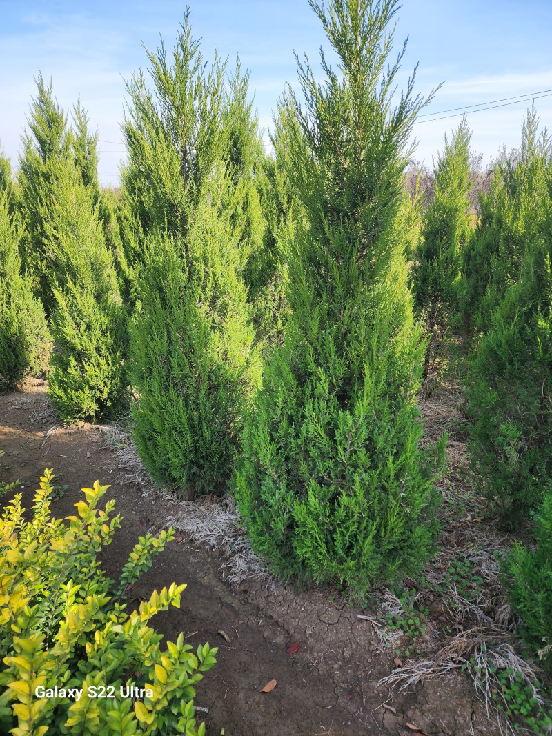 蜀桧柏小蜀桧50厘米高江苏2万株蜀桧产地