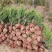 蜀桧柏小蜀桧50厘米高江苏2万株蜀桧产地
