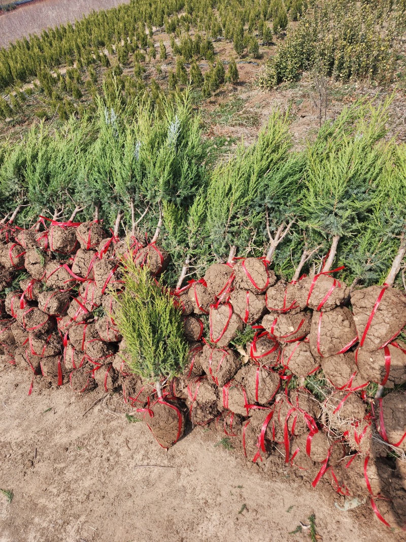 蜀桧柏小蜀桧50厘米高江苏2万株蜀桧产地