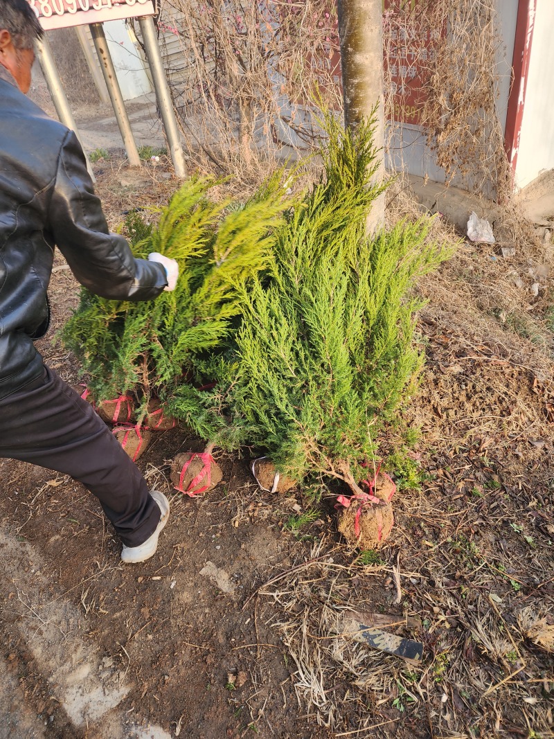 蜀桧柏小蜀桧50厘米高江苏2万株蜀桧产地