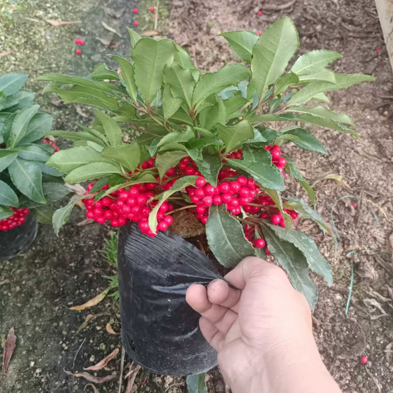 基地直销富贵籽盆栽