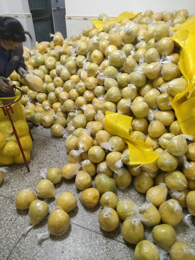 阳朔老树沙田抽