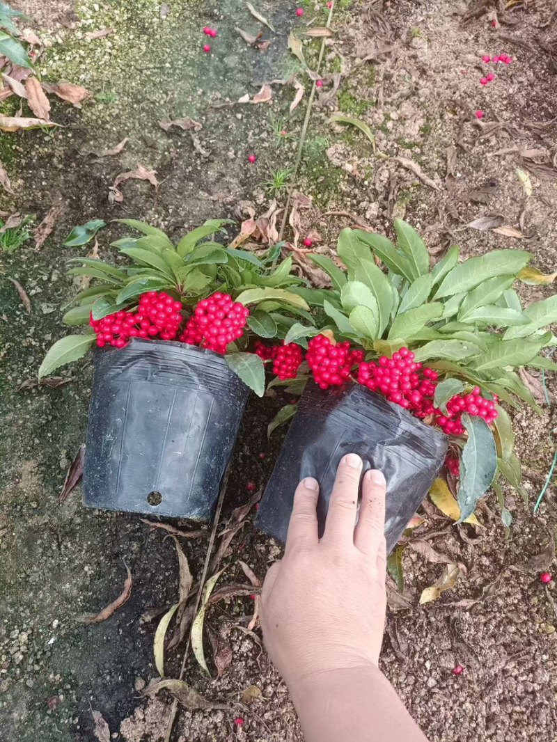 基地直销富贵籽盆栽