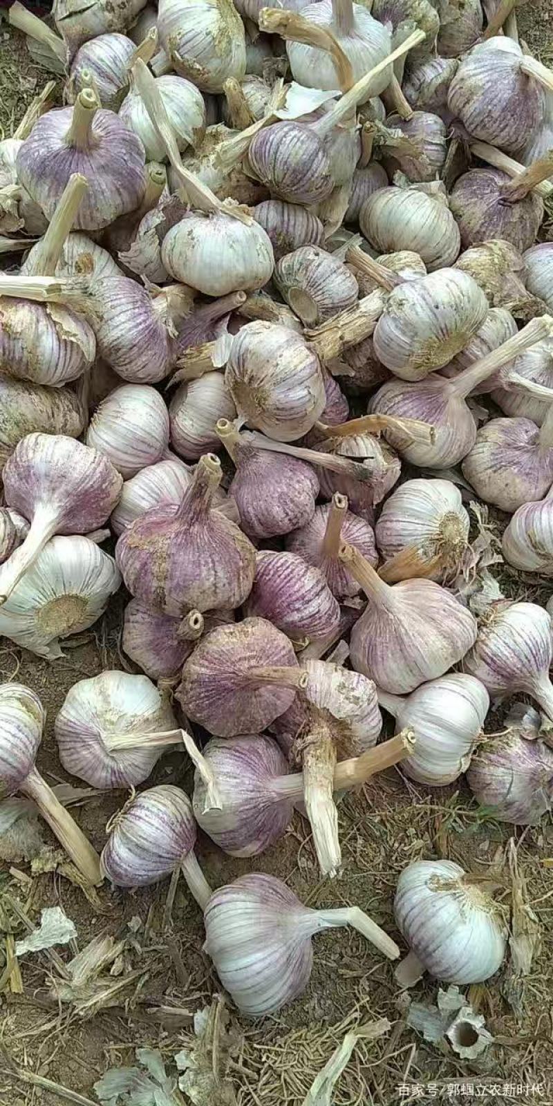 蒜通天下大量出售优质金乡本地大蒜头规格齐全包装定制现货