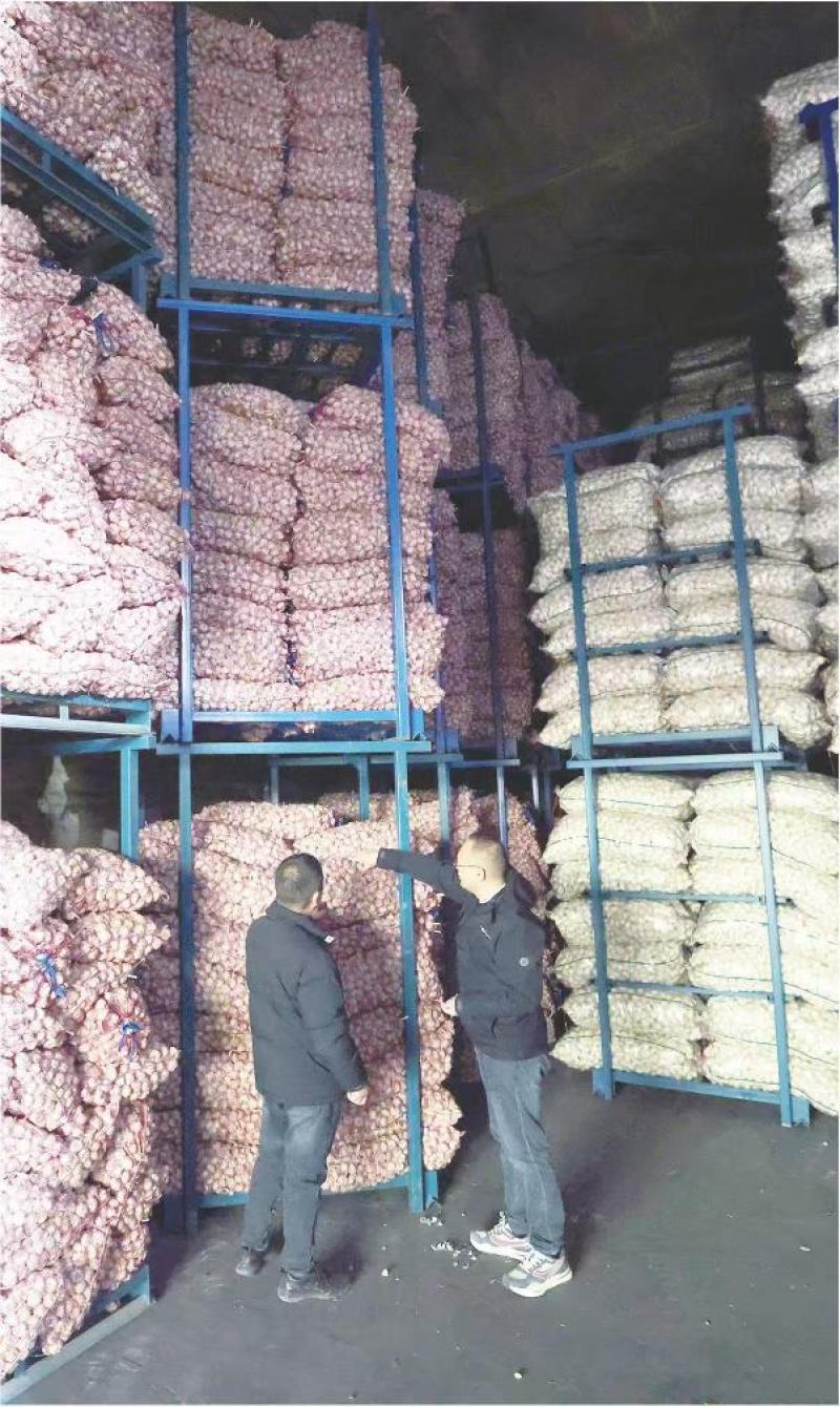 蒜通天下大量出售优质金乡本地大蒜头规格齐全包装定制现货